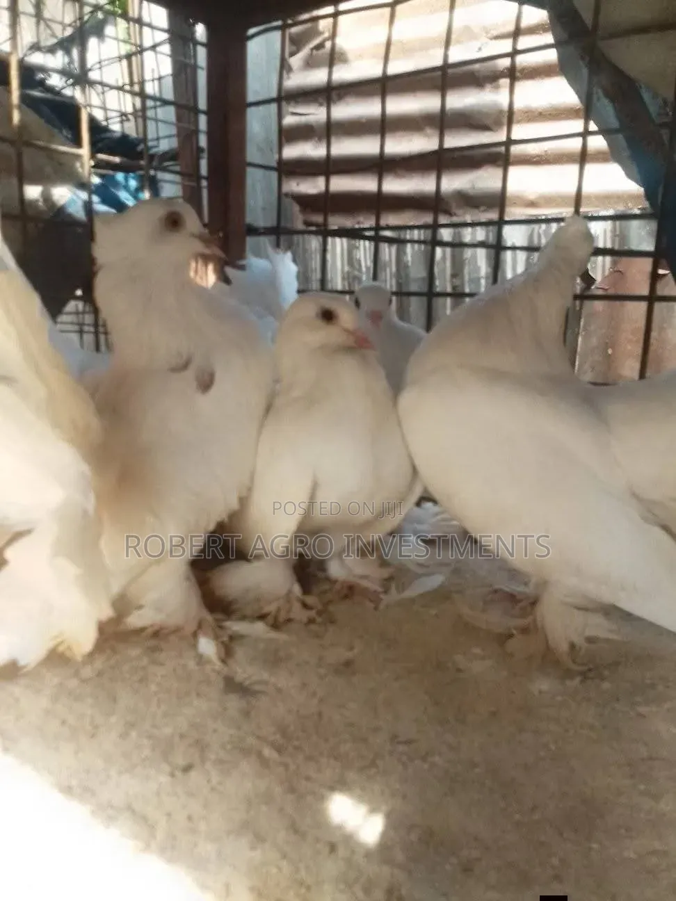 Fantail Pigeons