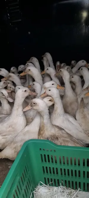 American Pekin Ducks