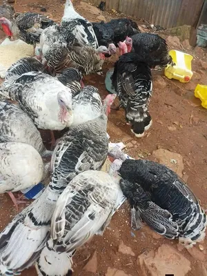 Female Turkeys