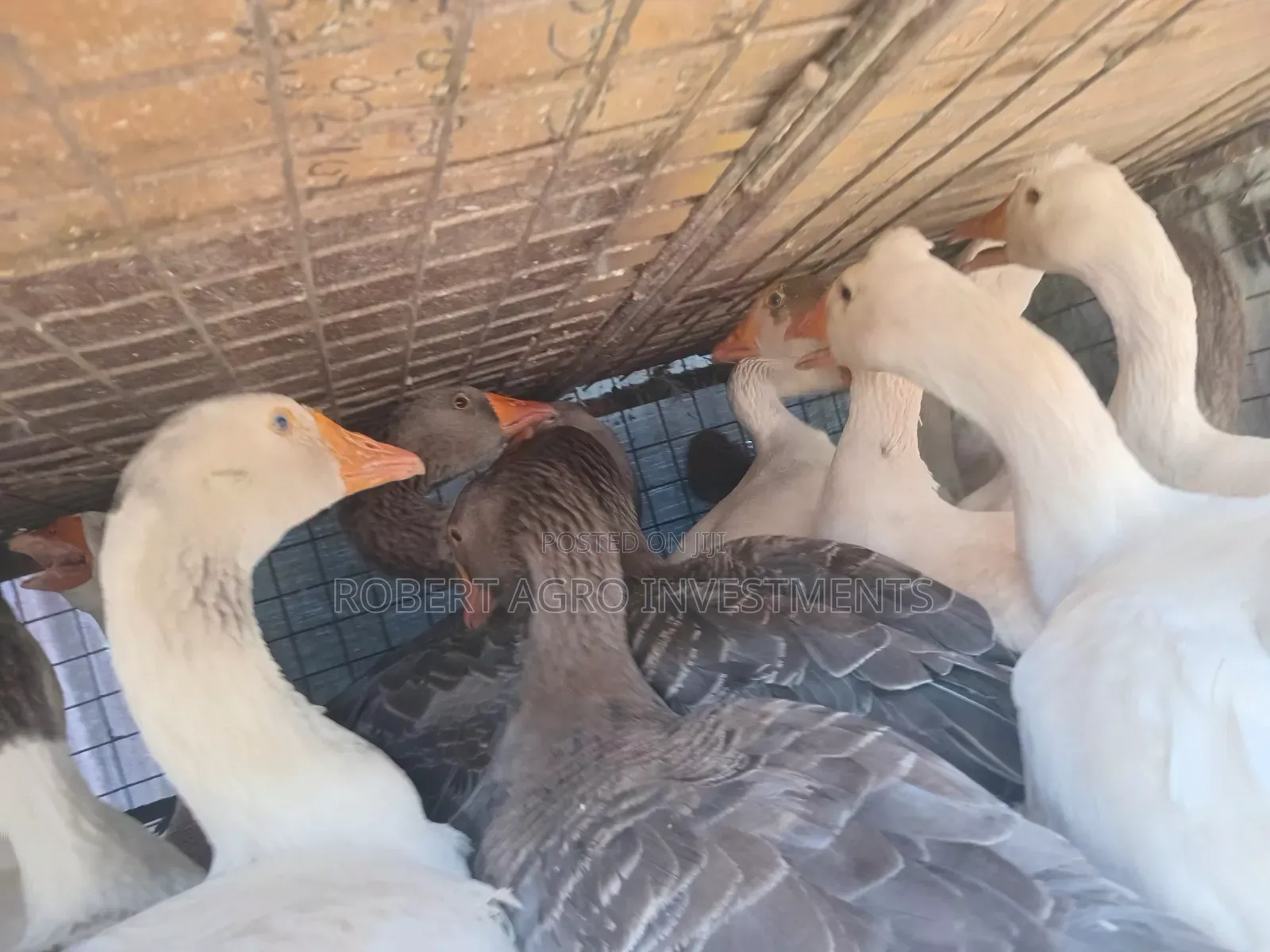 Mature Geese