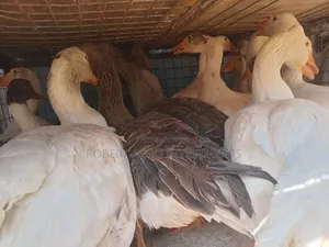 Mature Geese