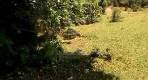 23 Acres in Kasanda District