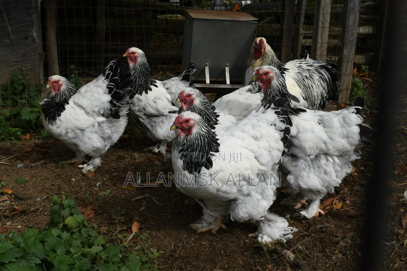 Brahma Chicken