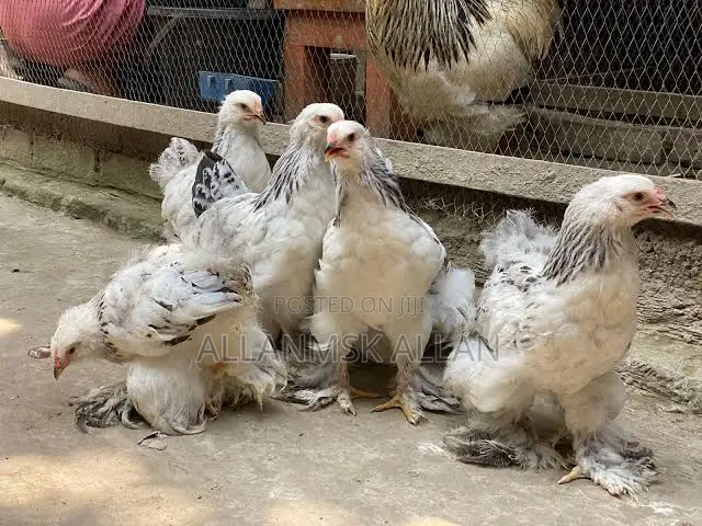 Brahma Chicken