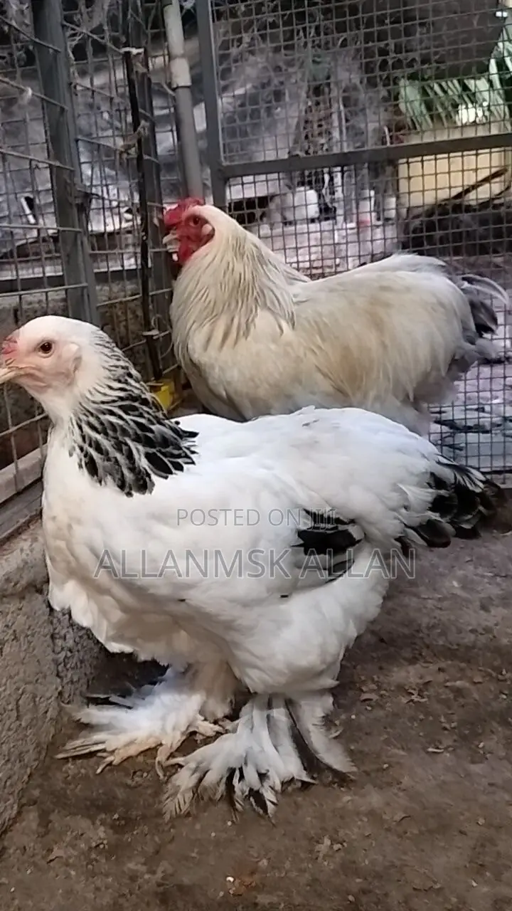 Brahma Chicken