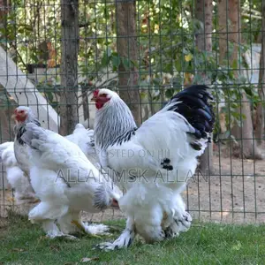 Brahma Chicken