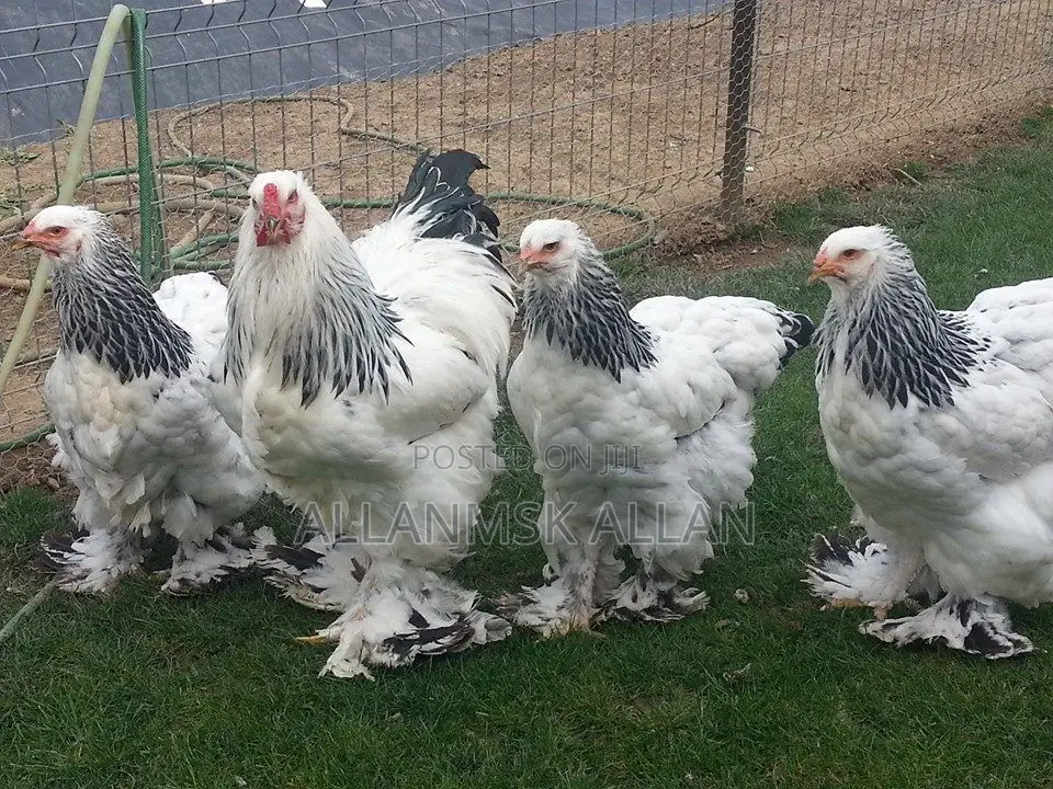 Brahma Chicken