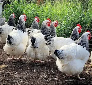 Brahma Chicken