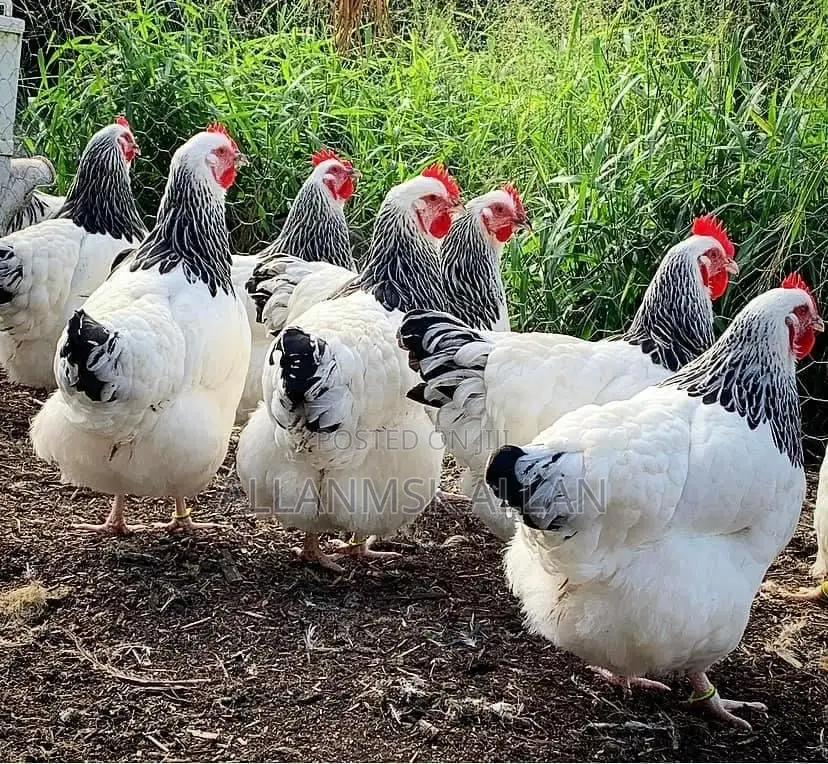 Brahma Chicken