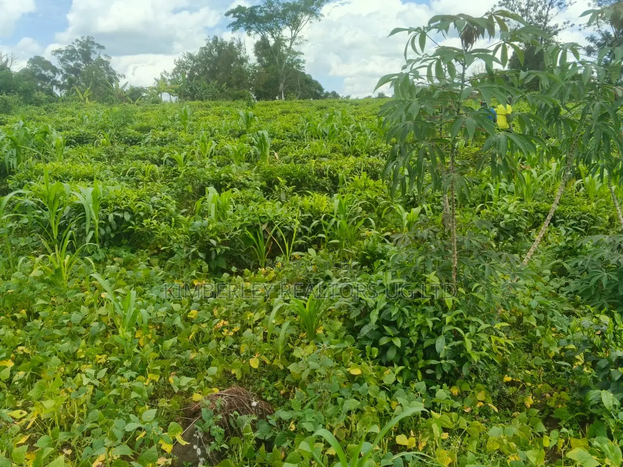 Commercial Plot For Sale – Seguku Katale