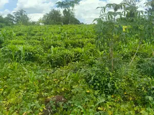 Commercial Plot For Sale – Seguku Katale