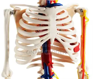 Human Skeleton 85cm