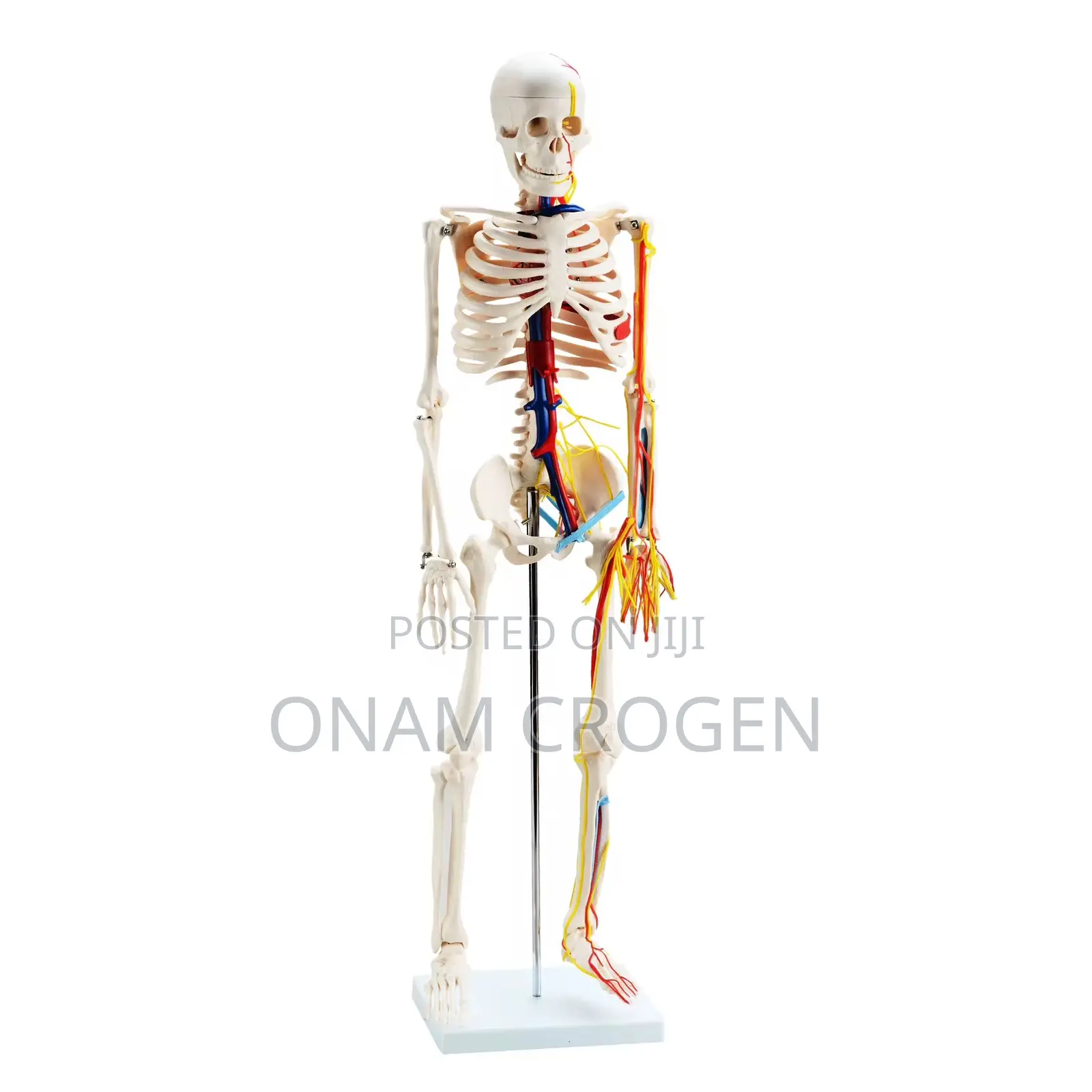 Human Skeleton 85cm