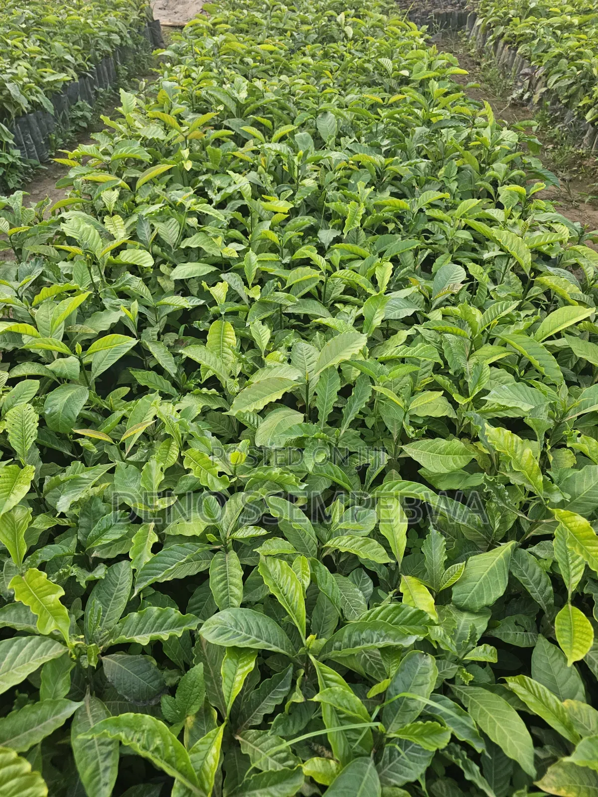 Coffee Seedlings