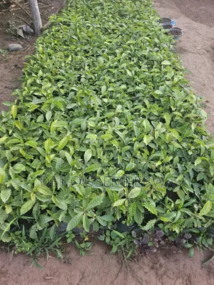 Coffee Seedlings