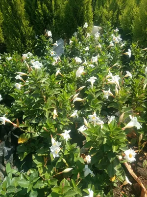 Madvilla White
