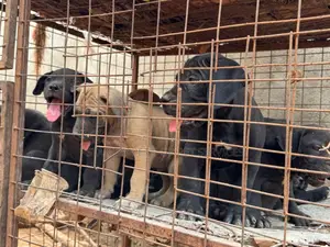 1-3 months Male Purebred Boerboel