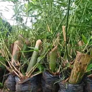 Bamboo Seedlings 5000sh