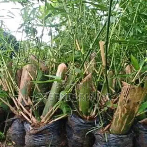 Bamboo Seedlings 5000sh