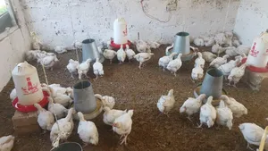 2.6 Kg Broilers Chicken for Sale