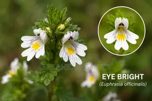 Eye Bright Powder