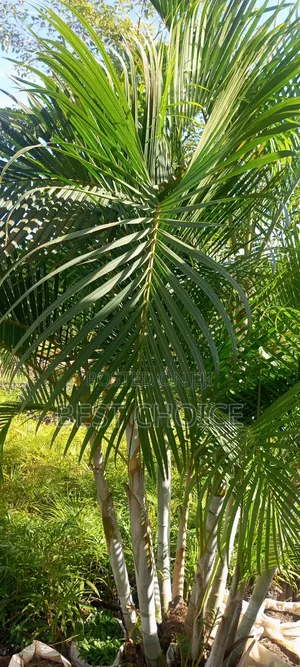 Areca Palm, Decorative Plants.