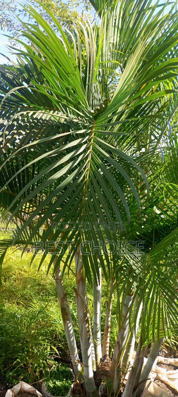 Areca Palm, Decorative Plants.