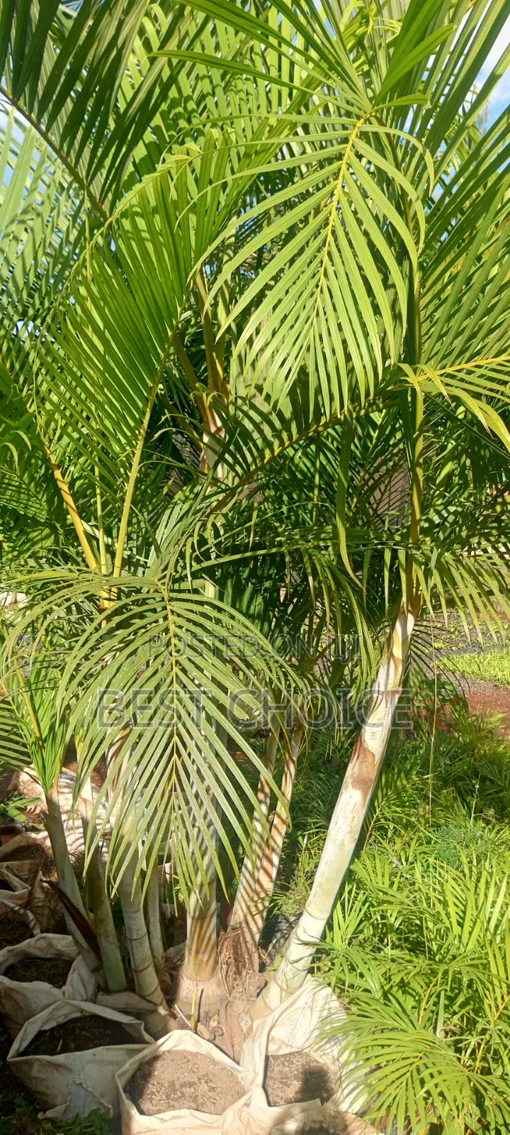 Areca Palm, Decorative Plants.