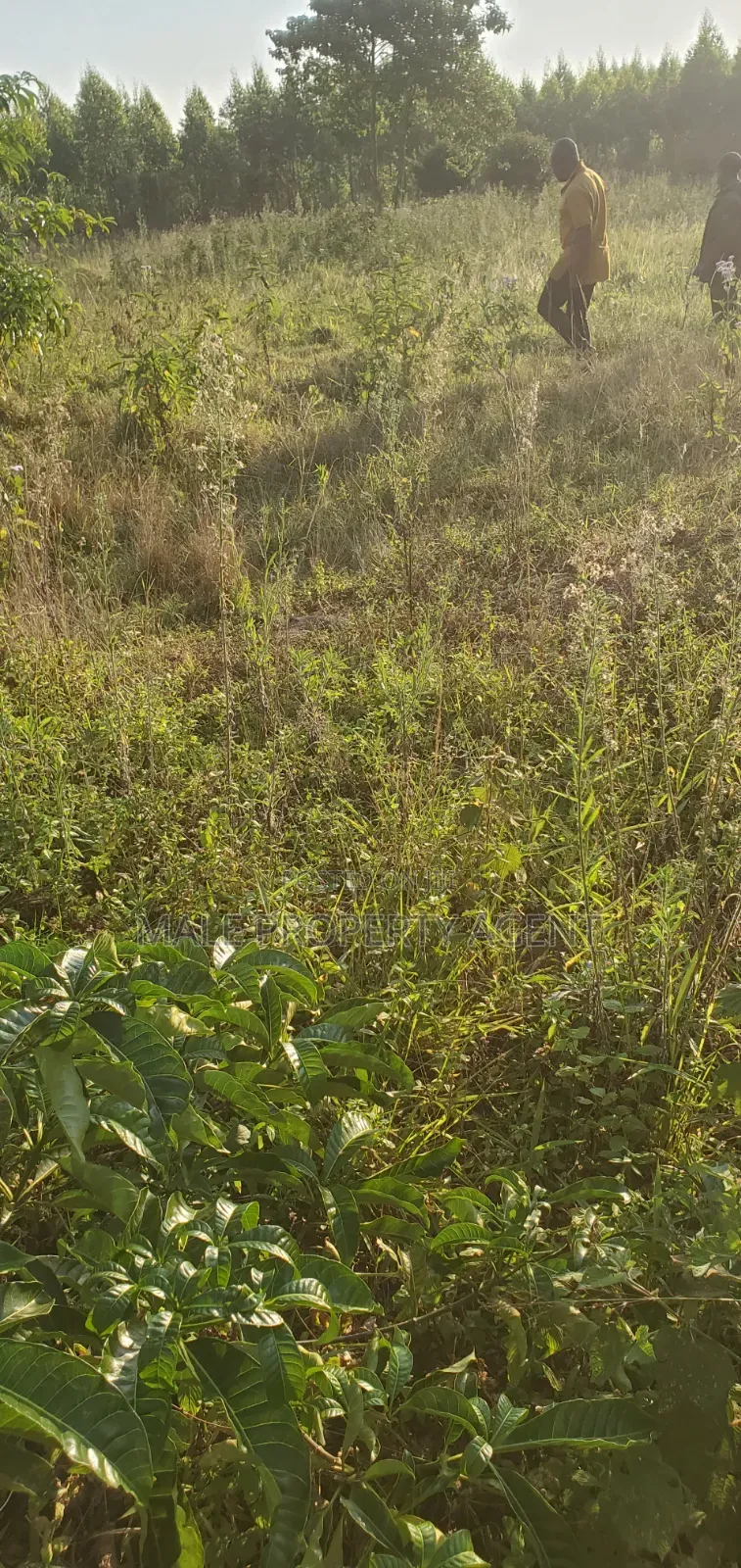 Land for Sell
