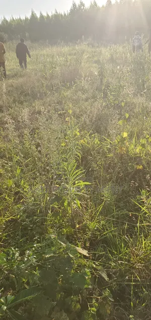 Land for Sell