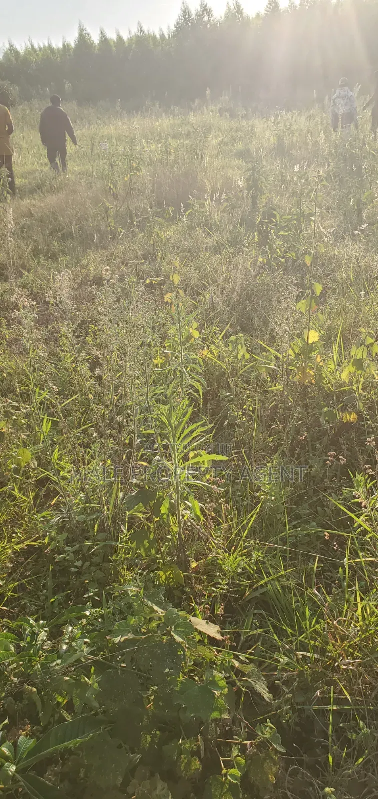 Land for Sell