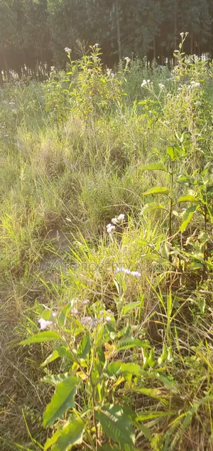 Land for Sell