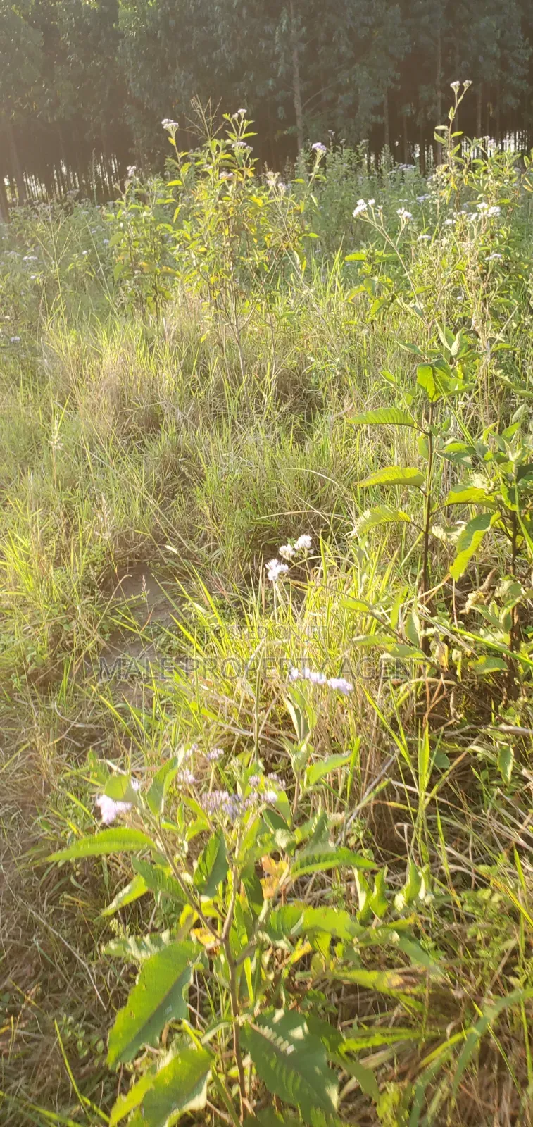 Land for Sell