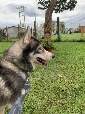 1+ year Male Purebred Siberian Husky