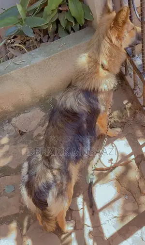 1+ year Female Purebred German Shepherd