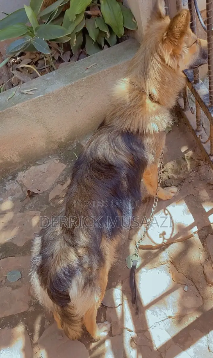 1+ year Female Purebred German Shepherd