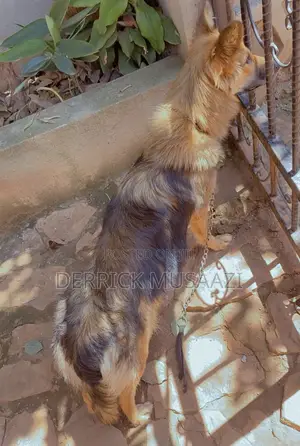 1+ year Female Purebred German Shepherd