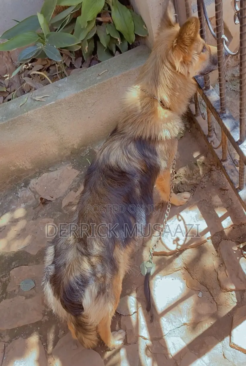 1+ year Female Purebred German Shepherd