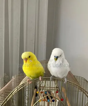 Budgies Bonded Pairs
