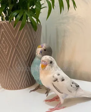 Budgies Pair