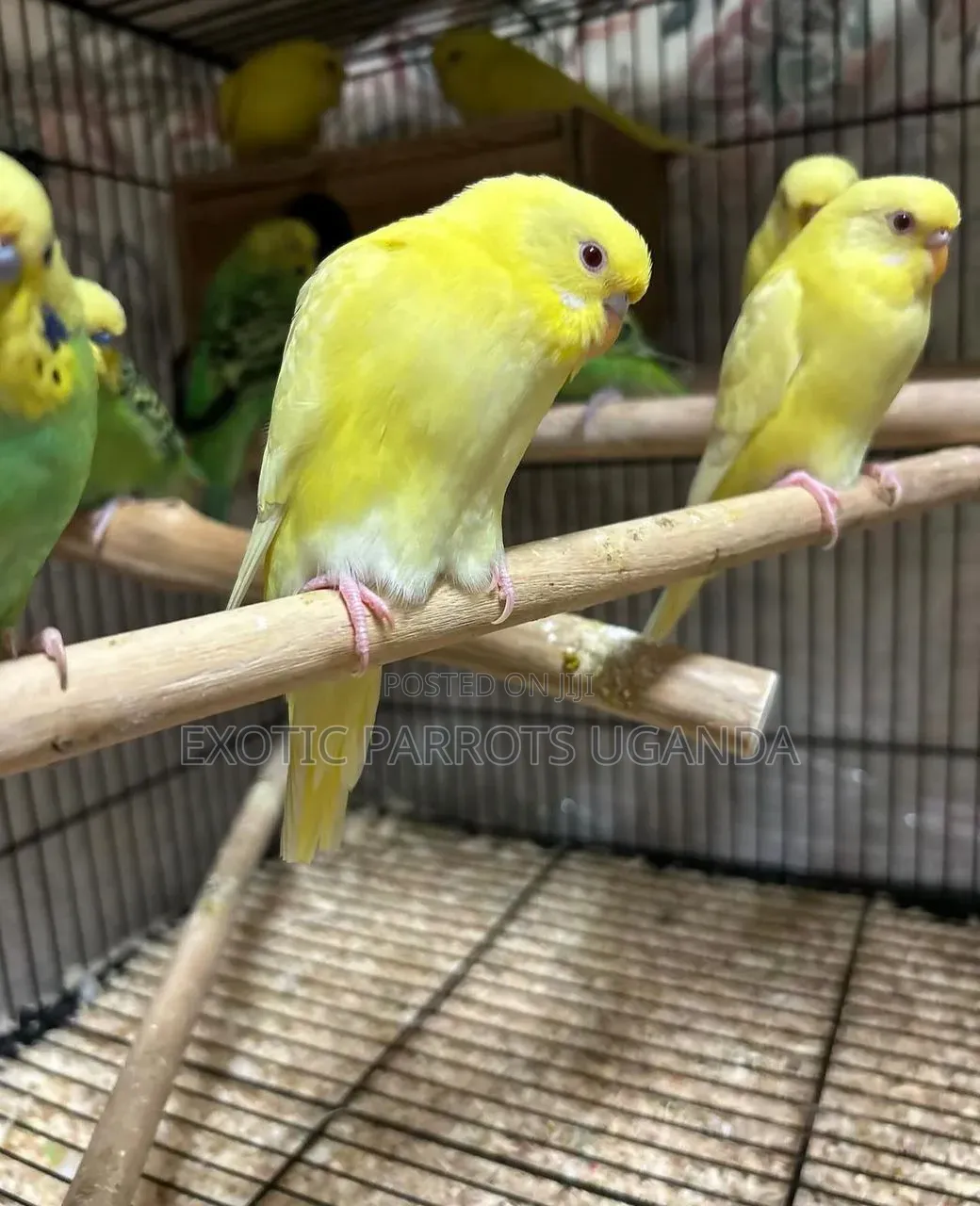 Budgies Available