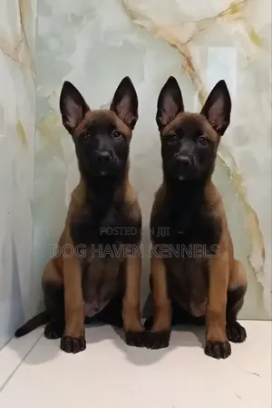 1-3 months Male Purebred Belgian Malinois