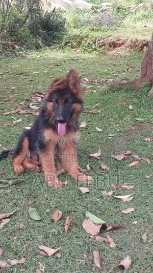 1-3 months Male Purebred German Shepherd
