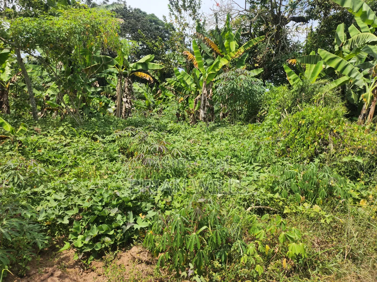 Half an Acre in Bubebere