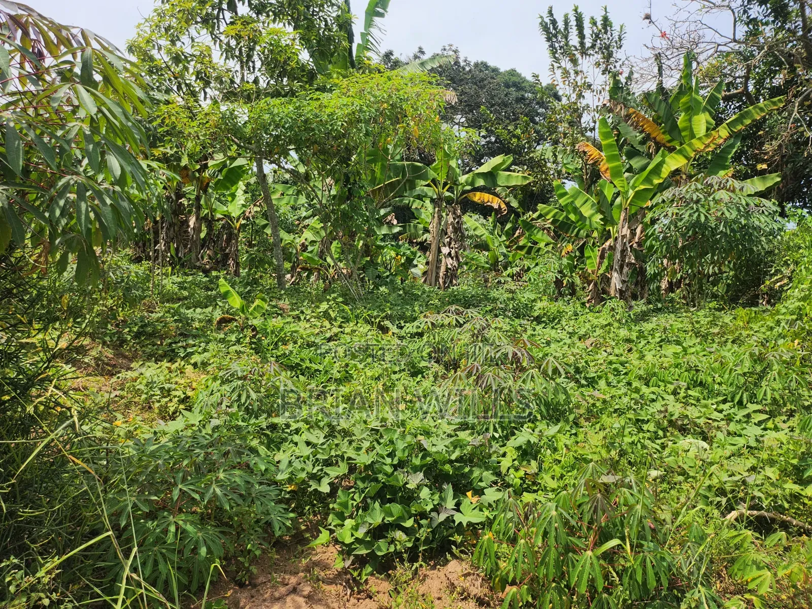 Half an Acre in Bubebere