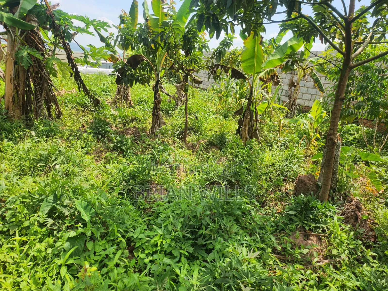 Half an Acre in Bubebere