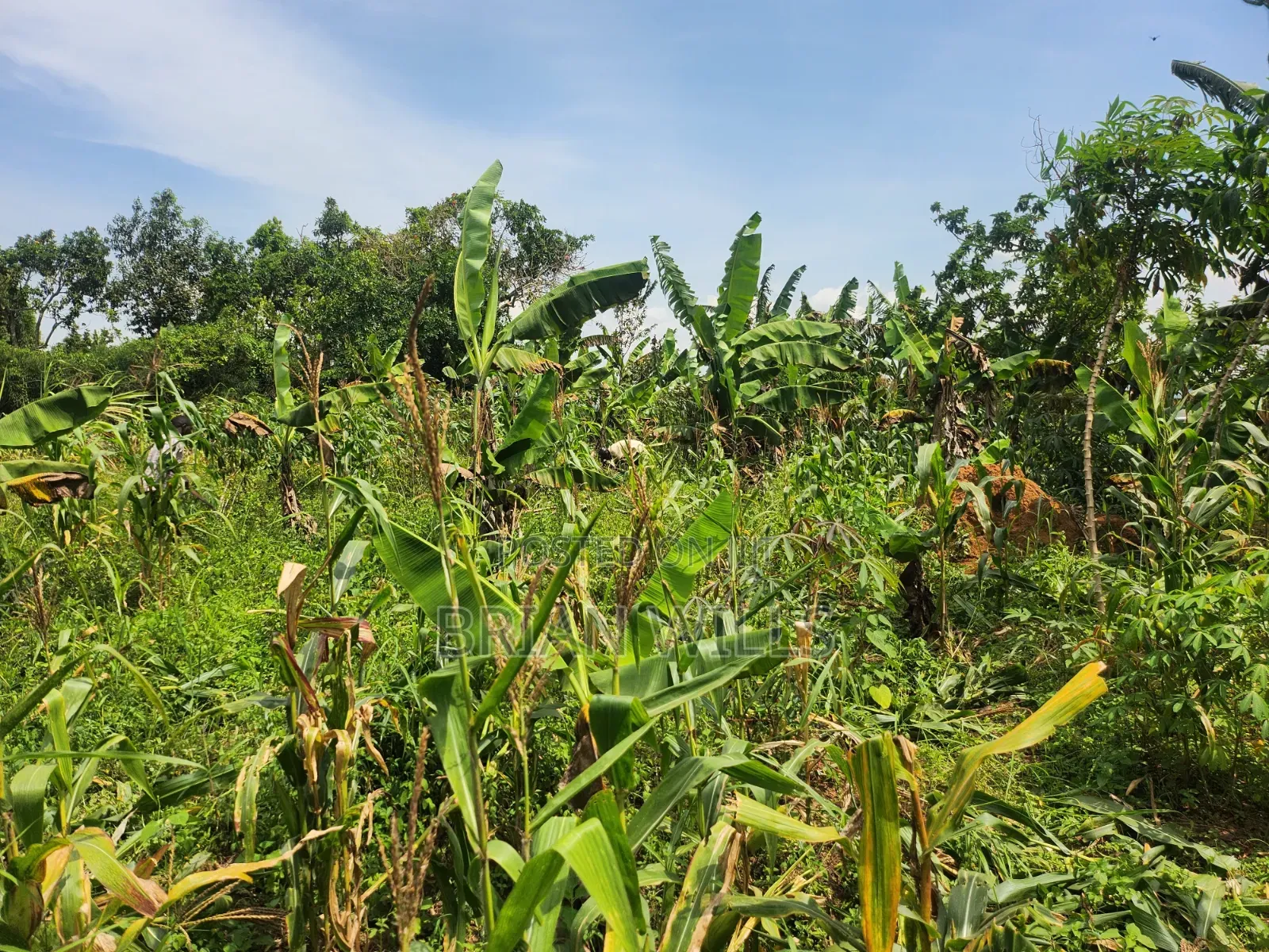 Half an Acre in Bubebere