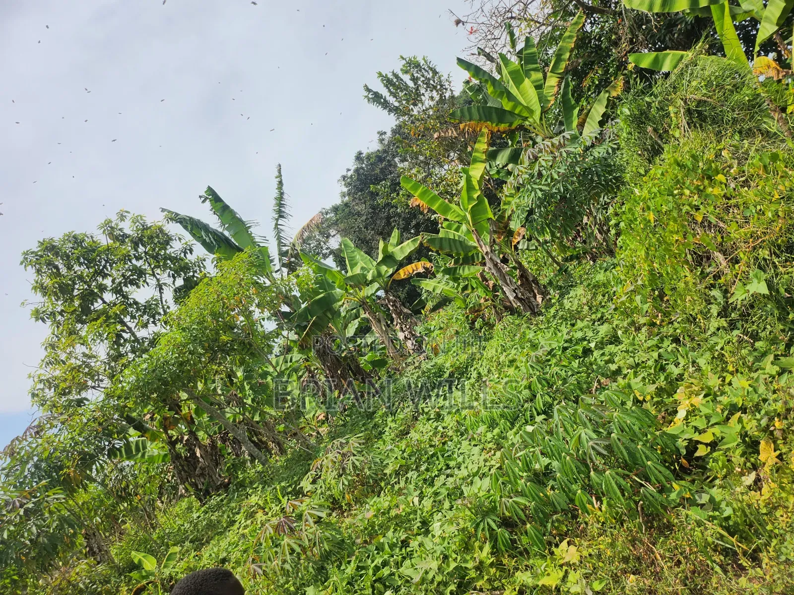 Half an Acre in Bubebere