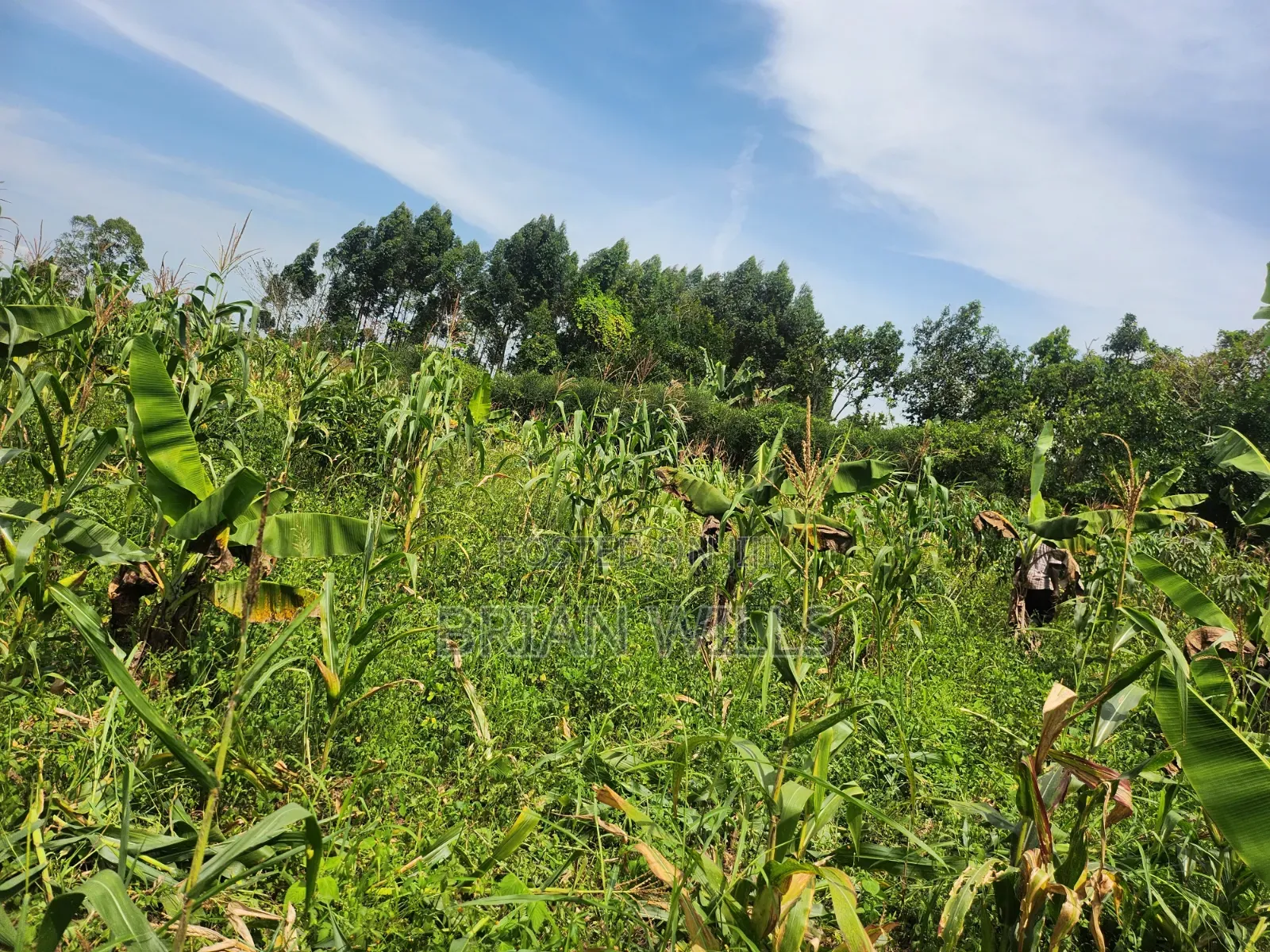 Half an Acre in Bubebere