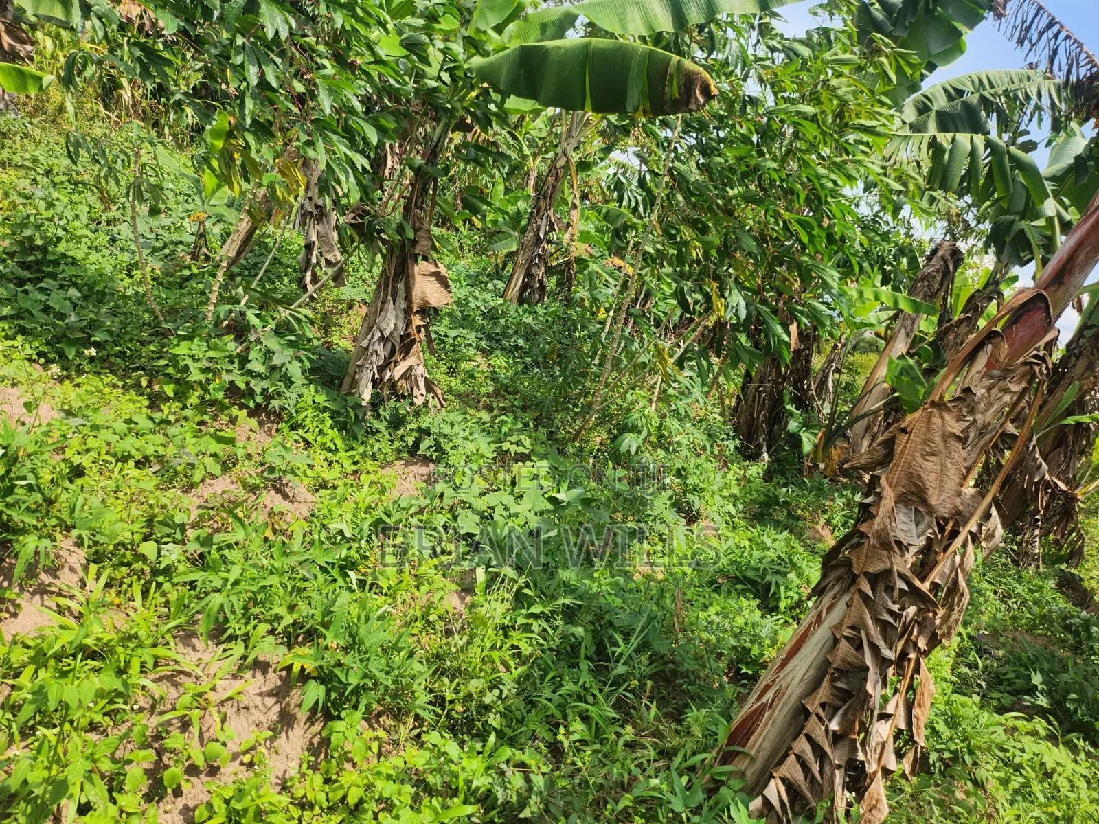 Half an Acre in Bubebere